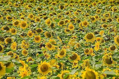 消息称任天堂并未有意向邀请跨性别演员出演塞尔达公主